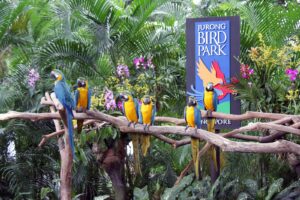Jurong Bird Park in Singapore 