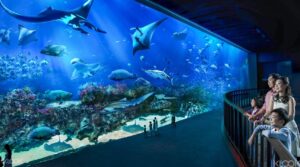 S.E.A Aquarium in Singapore for dates idea 