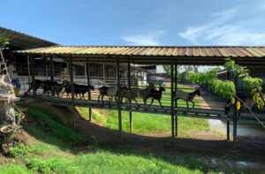 Hay Dairies Farm in Singapore that suitable for dates