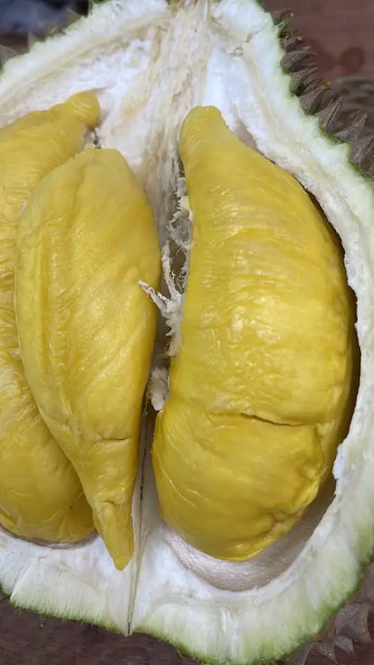 Kungfu Durian